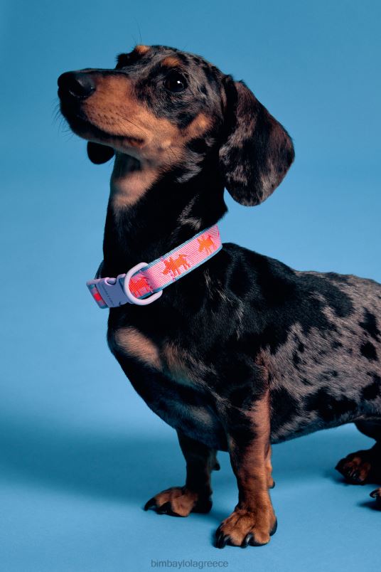 αξεσουάρ Bimba Y Lola λογότυπο γιακά κατοικίδιων ζώων L2L28964 ροζ