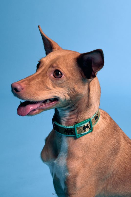 αξεσουάρ Bimba Y Lola λογότυπο γιακά κατοικίδιων ζώων L2L28968 χακί