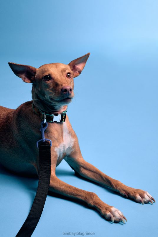 αξεσουάρ Bimba Y Lola λογότυπο λουρί για κατοικίδια L2L28973 μαύρος